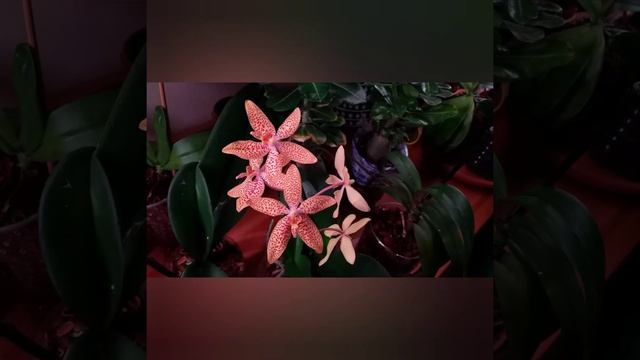 ОРХИДЕЯ Renanthopsis Mildred Jameson смотреть онлайн