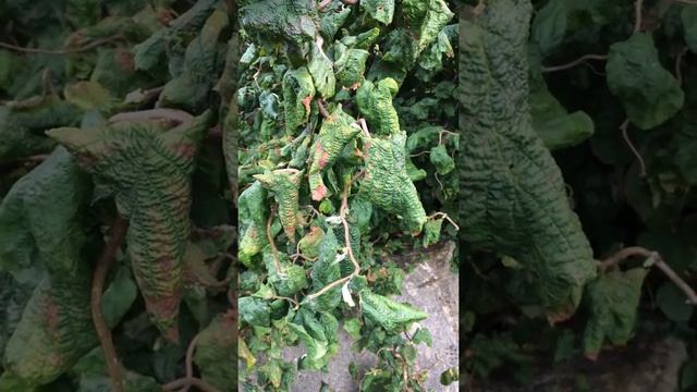 Corkscrew Hazel (Corylus avellana 'Contorta') - leaves - September 2017 смотреть онлайн