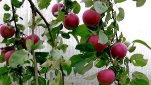 Зимний сорт полукультурки «Заветное»