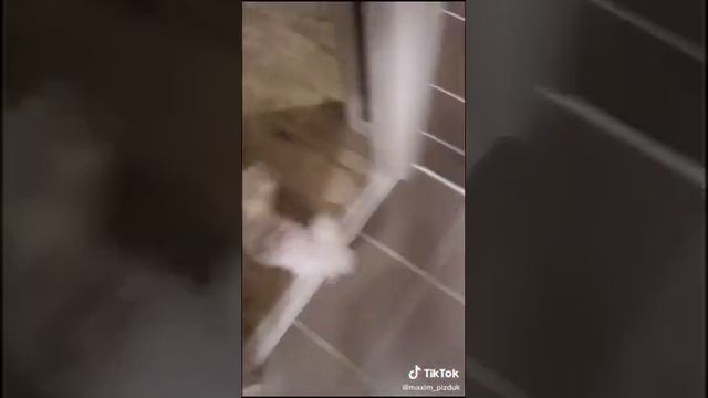 Максим Сергеевич собака часть 2 (ПРОДОЛЖЕНИЕ СЛЕДУЕТ) ? ? ??? ставьте лайк! смотреть онлайн