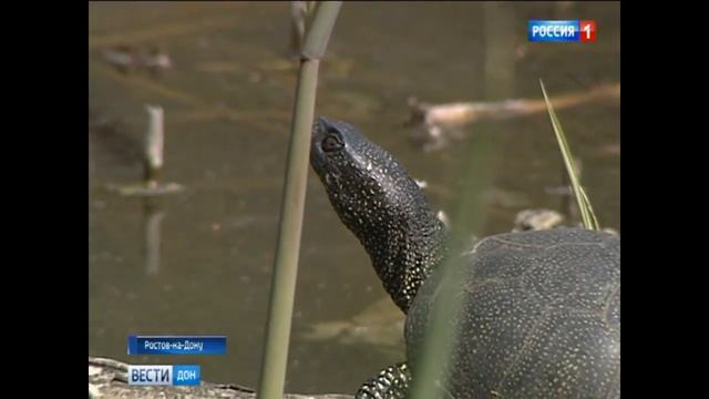 Аквариумные черепахи, которых выпускают на волю, могут угрожать популяции болотной черепахи смотреть онлайн