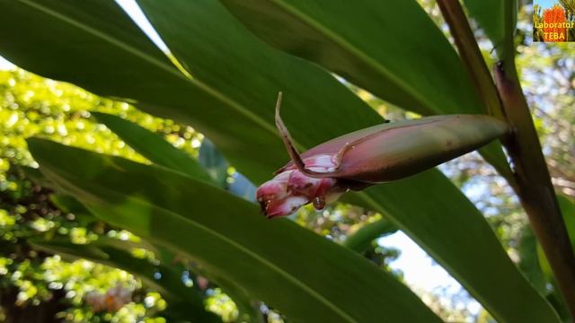 Shell Ginger - Alpinia zerumbet - HD Video 01 смотреть онлайн