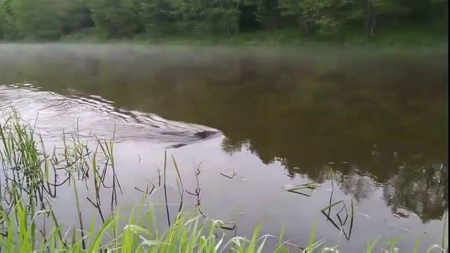 Прогулка бобра! смотреть онлайн