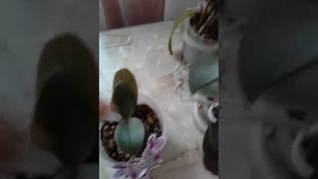 Подарили орхидеи! Что с ними делать? Как ухаживать? смотреть онлайн