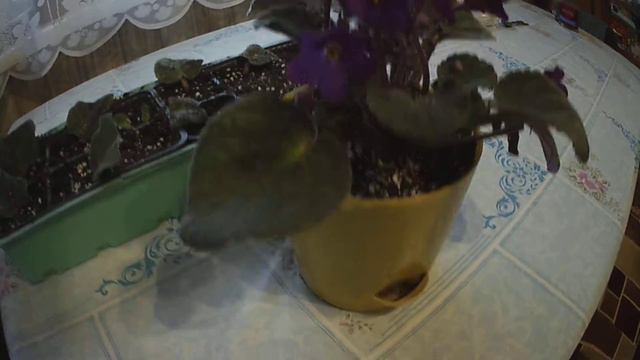 #фиалка #комнатныерастения Моя новая фиалка после пересадки. И пророщенные листики. смотреть онлайн