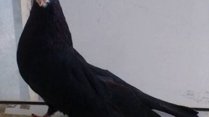 Курские турманы