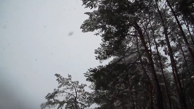 Walking through the woods, snowfall, snow falling / Прогулка по лесу, снегопад, снег падает смотреть онлайн
