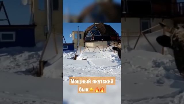 Мощный якутский бык. #якутский #бык #якутия #хочуврек #russia #шортс #зима #top #холод #bull смотреть онлайн