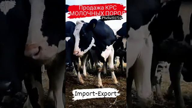 Продажа молочных пород КРС. Импорт и Экспорт крупно рогатого скота смотреть онлайн