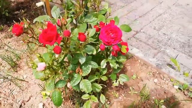 Плетущая роза, виноград, лилия, огород в Германии смотреть онлайн