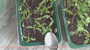 РАССАДА ХИЛАЯ И СЛАБАЯ БЫСТРО ПОШЛА В РОСТ! ВСЕГДА КОРМЛЮ ЭТИМ РАССАДУ ТОМАТОВ ДО ПИКИРОВКИ!