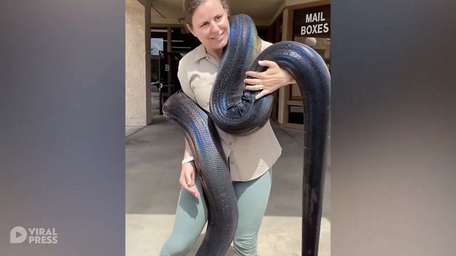 Beautifyl Iridescent Black Python смотреть онлайн