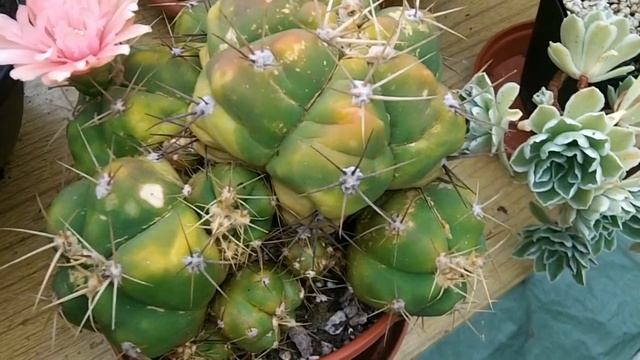 My Gymnocalycium horstii cactus plant in pink flower смотреть онлайн