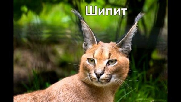 Странные звуки КАРАКАЛА. cat strange noises. For children.