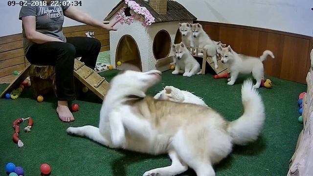 Карабас 2018 смотреть онлайн