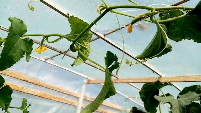 Теплица!!! . Как УДОБРЯЮ Грядки Куриным ПОМЁТОМ в Теплице... 23 августа 2021г. смотреть онлайн