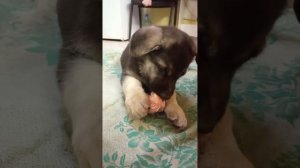 Чем кормить щенка овчарки?