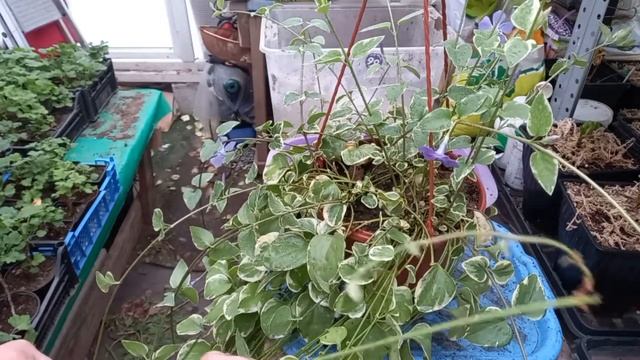 Барвинок вариегатный удивил и порадовал меня. смотреть онлайн