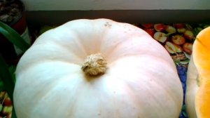 Тыква Крошка. Отзыв о сорте и способ выращивания.