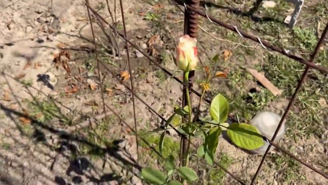 Садово/комнатные новости смотреть онлайн