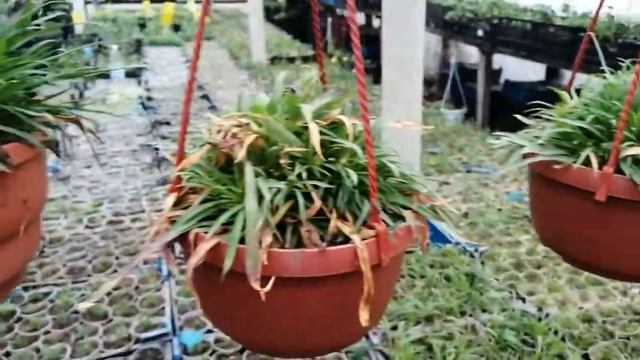 Гвоздика ампельная. Описание, обзор. смотреть онлайн