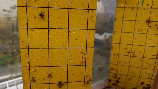 Подготовка теплицы и растений к зимовке. смотреть онлайн