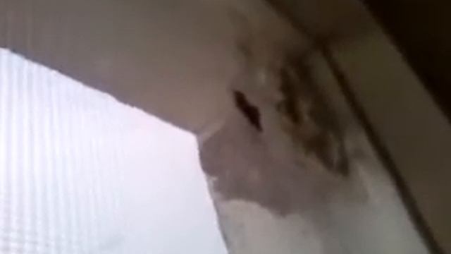 Прикол. Ласточки вьют гнездо на моем окне. смотреть онлайн