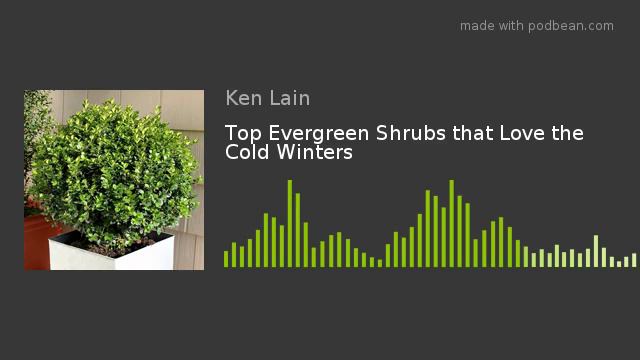 Top Evergreen Shrubs that Love the Cold Winters смотреть онлайн