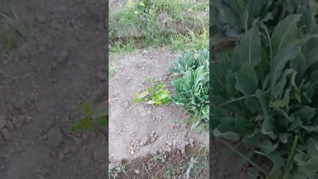 Лимон в огороде. смотреть онлайн