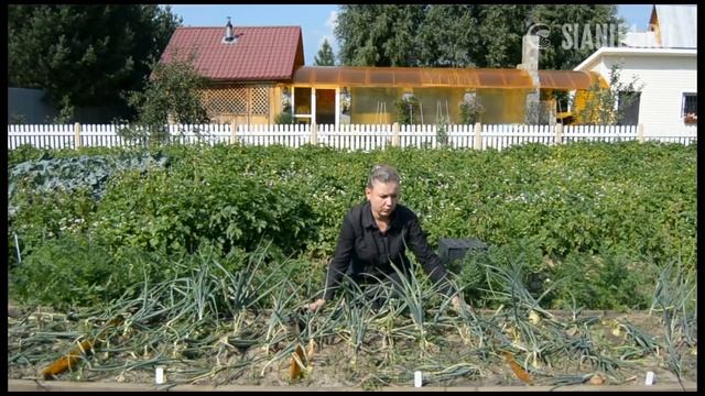 Что может повлиять на урожайность лука - 1 смотреть онлайн