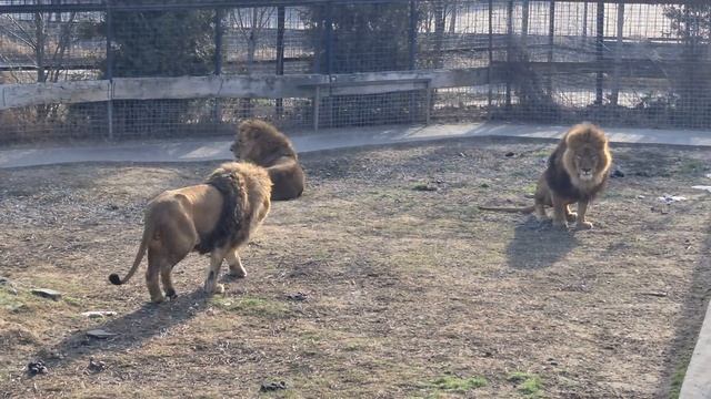 Главный и новый прайды! Тайган смотреть онлайн