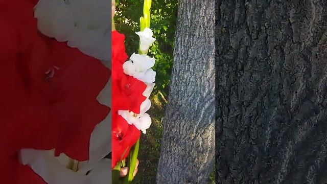 Красно -белый букет гладиолусов смотреть онлайн