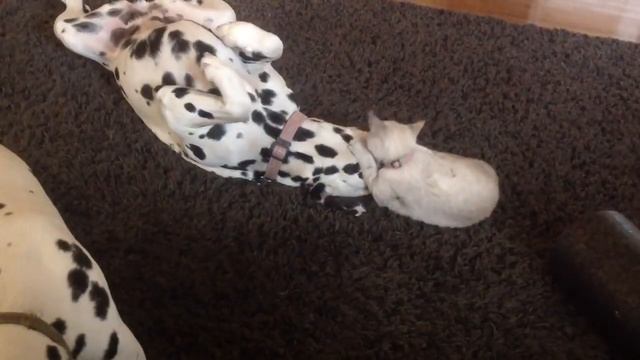Kitten Uses Dalmatian As Personal Chew Toy