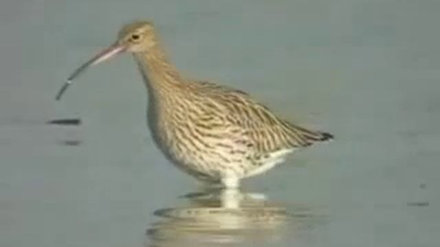 Большой кроншнеп смотреть онлайн