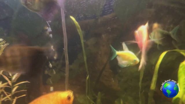 Аквариумная рыбка тернеция/4 основных правила содержания и ухода/ смотреть онлайн