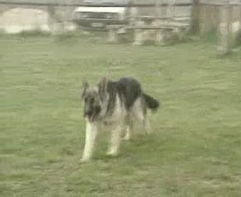 Дрессировка собак