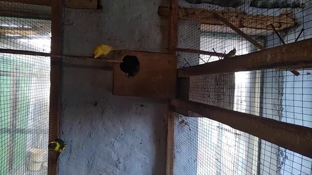 Какарики, содержание, разведение. смотреть онлайн