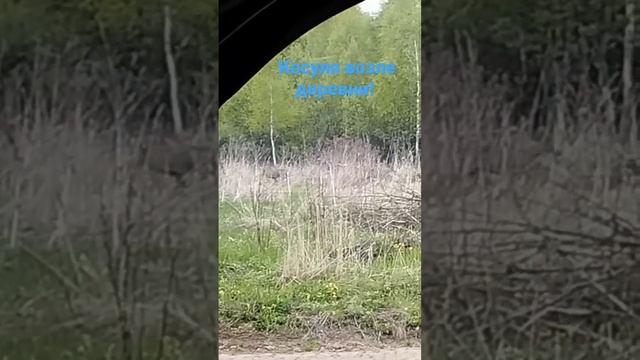 Как выглядит Косуля?#shorts смотреть онлайн