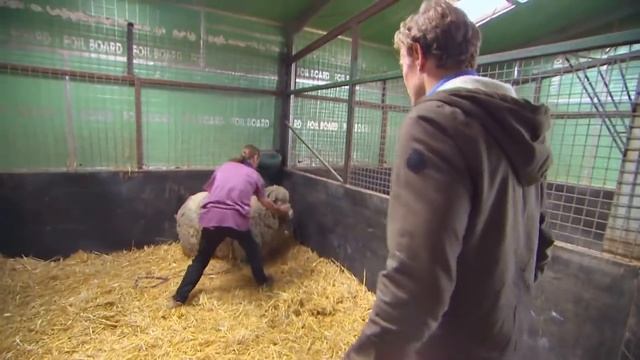 Sheep Hasn't Been Sheared For 5 Years (18KG WORTH OF WOOL!) | Bondi Vet смотреть онлайн