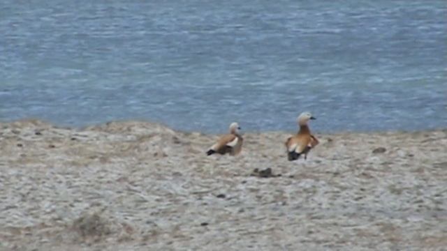 Монголия, рыбалка на озере ТОЛБО смотреть онлайн