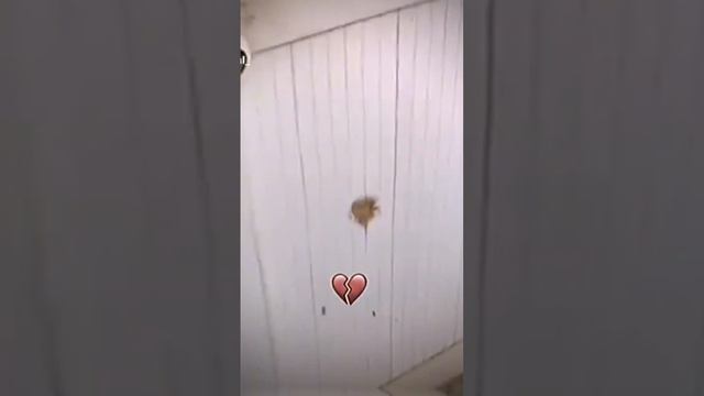 Открываю дверь и смотрю откуда звук идёт смотреть онлайн