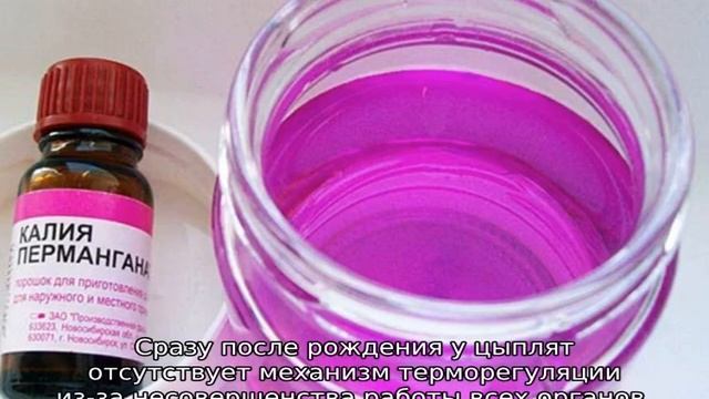 Температура для бройлеров (таблица)