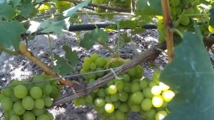 Королева Виноградников. Старый сорт Виноградника не испортит