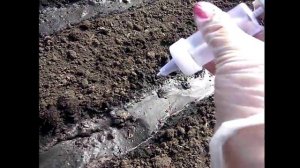 СУПЕР способ посадки моркови без прореживания. Сеялка для моркови. Посев морковь шприцем-сеялкой.