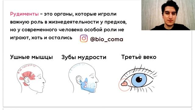 Рудименты и атавизмы за 4 минуты | Биология ЕГЭ | Biocoma смотреть онлайн