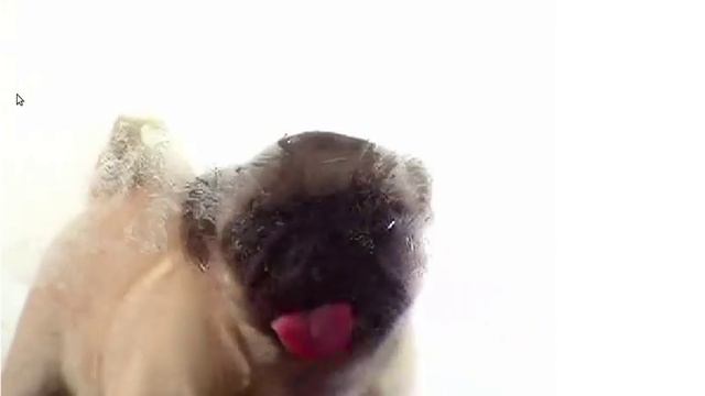 A Pug is Licking Your Screen смотреть онлайн
