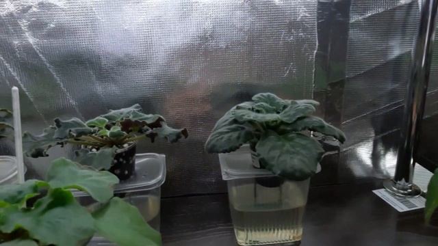 Обзор стеллажа,как подросли фиалки, 4 месяца циклу #Фиалки от листочка до цветочка. Путь новичка #3 смотреть онлайн