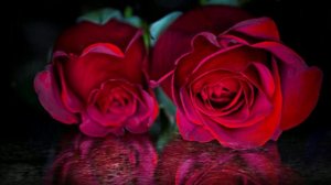 Футаж. Цветы над водой 17