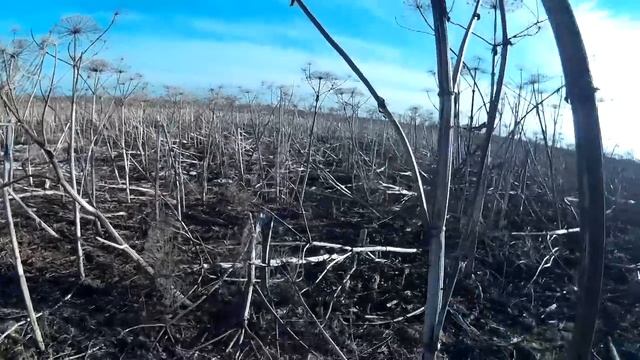 Коп металлолома в борщевике. смотреть онлайн