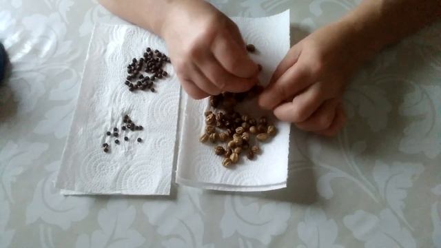 выращивание душистого горошка и настурции через рассаду.